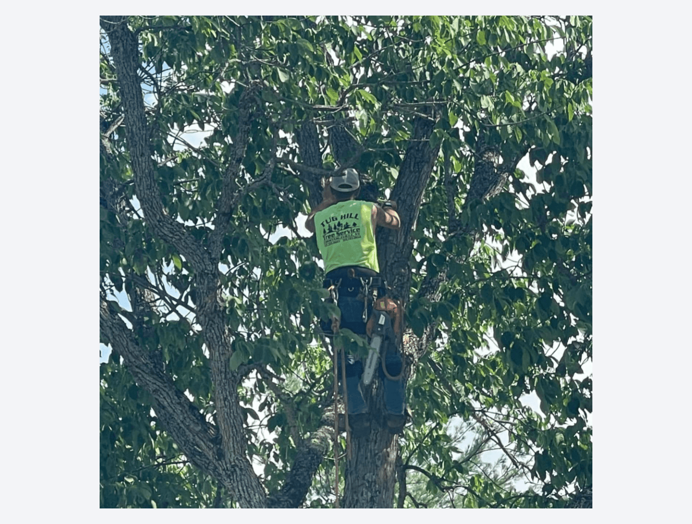 Expert Tree Care Services by Tug Hill Tree Service in the US